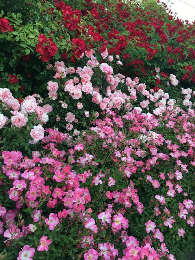Gunstett Au Parfum Des Roses 아파트 외부 사진